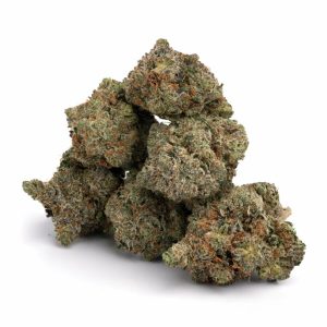 White Rhino