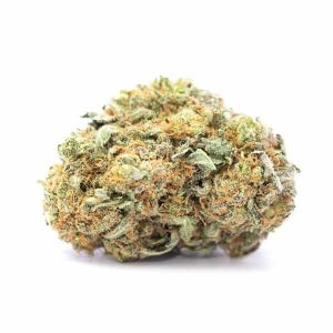 Cinderella Strain 99